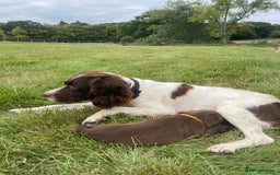 Sprocker dogs for sale: Last 2 girls available chocolate Sprockers - Image 20
