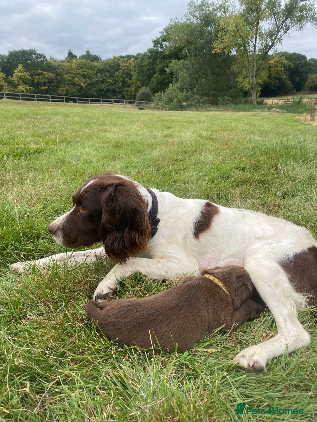 Sprocker dogs for sale: Last 2 girls available chocolate Sprockers - Image 20