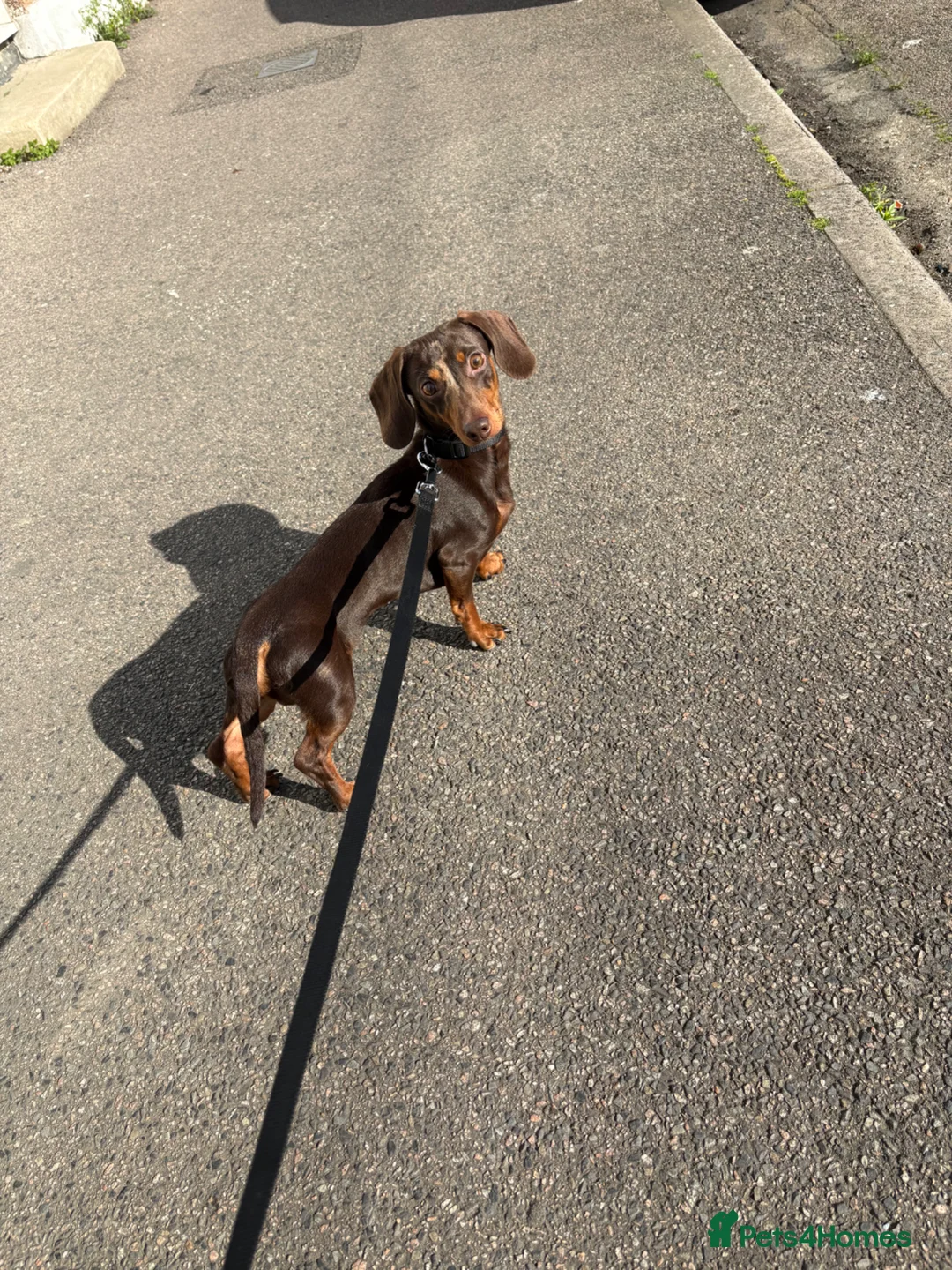Miniature Dachshund dogs for stud: Mini Dachshund  - Advert 1