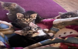 Mixed Breed cats for sale: Beautiful kittens  - Advert 1