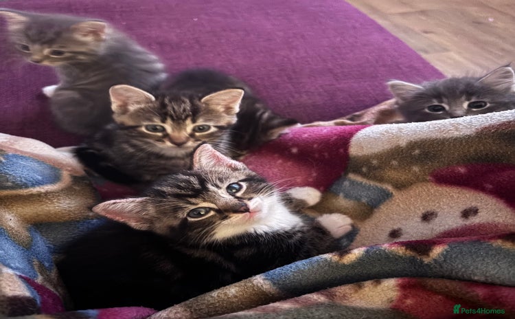 Mixed Breed cats Beautiful kittens  - Advert 2