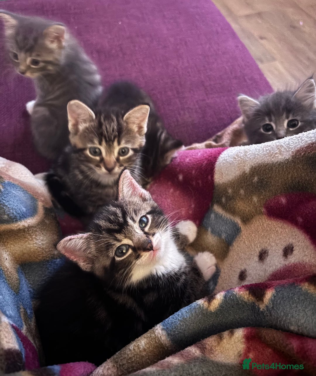 Mixed Breed cats for sale: Beautiful kittens  - Advert 1