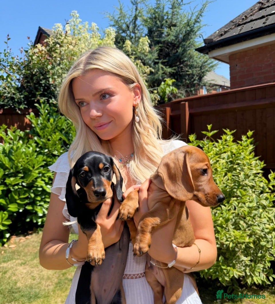Miniature Dachshund dogs KC Reg Miniature Smooth Haired Dachshund Puppies  - Advert 8