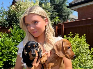 Miniature Dachshund dogs KC Reg Miniature Smooth Haired Dachshund Puppies - Advert 8