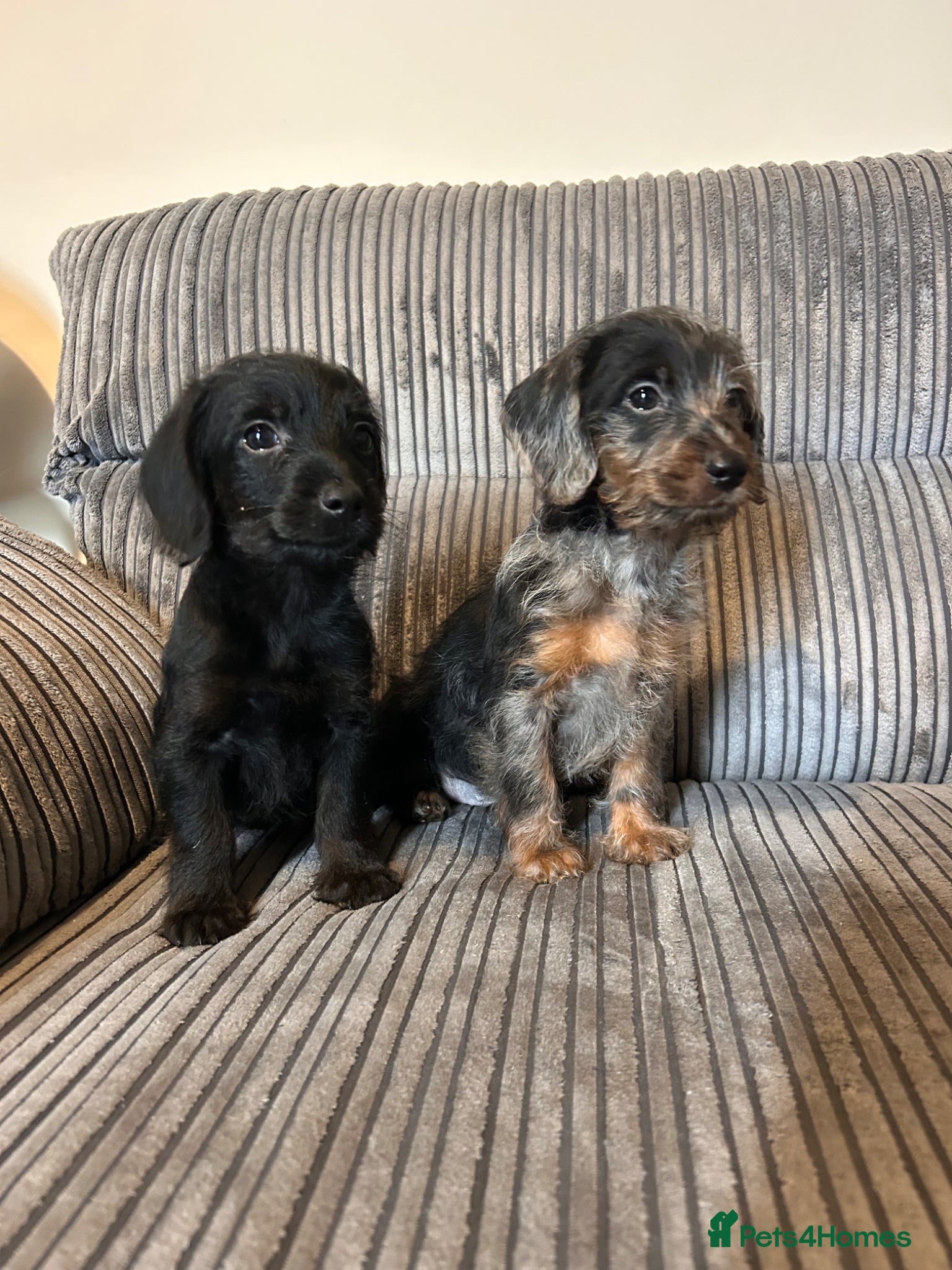 Doxiepoo dogs Doxiepoo puppies 2 boys available ready now - Advert 2