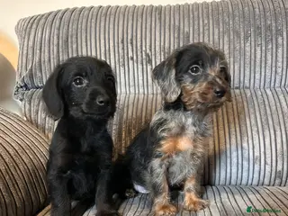 Doxiepoo dogs Doxiepoo puppies 2 boys available ready now - Advert 2