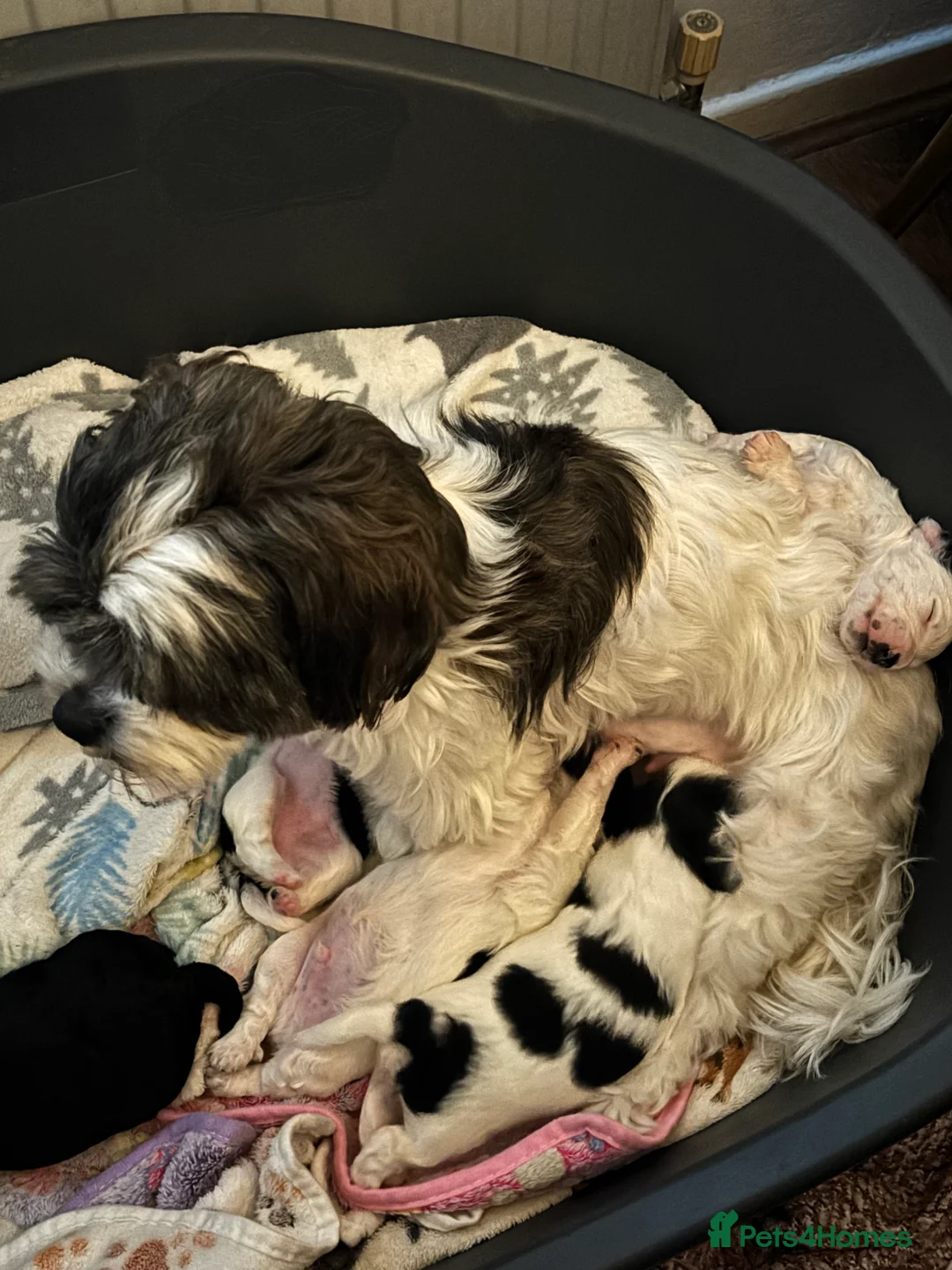 Mixed Breed dogs for sale: Shihpoo puppies - Advert 2