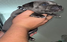 Staffordshire Bull Terrier dogs for sale: 🔥7 BLUE STAFFORDSHIRE BULL TERRIER PUPS REDUCED‼️ - Image 6
