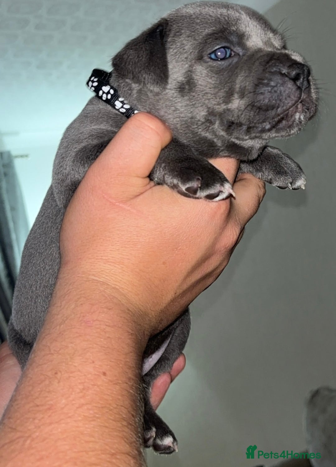Staffordshire Bull Terrier dogs for sale: 🔥7 BLUE STAFFORDSHIRE BULL TERRIER PUPS REDUCED‼️ - Image 6