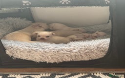 Chihuahua dogs for sale: Double chocolate platinum baby’s  - Image 22