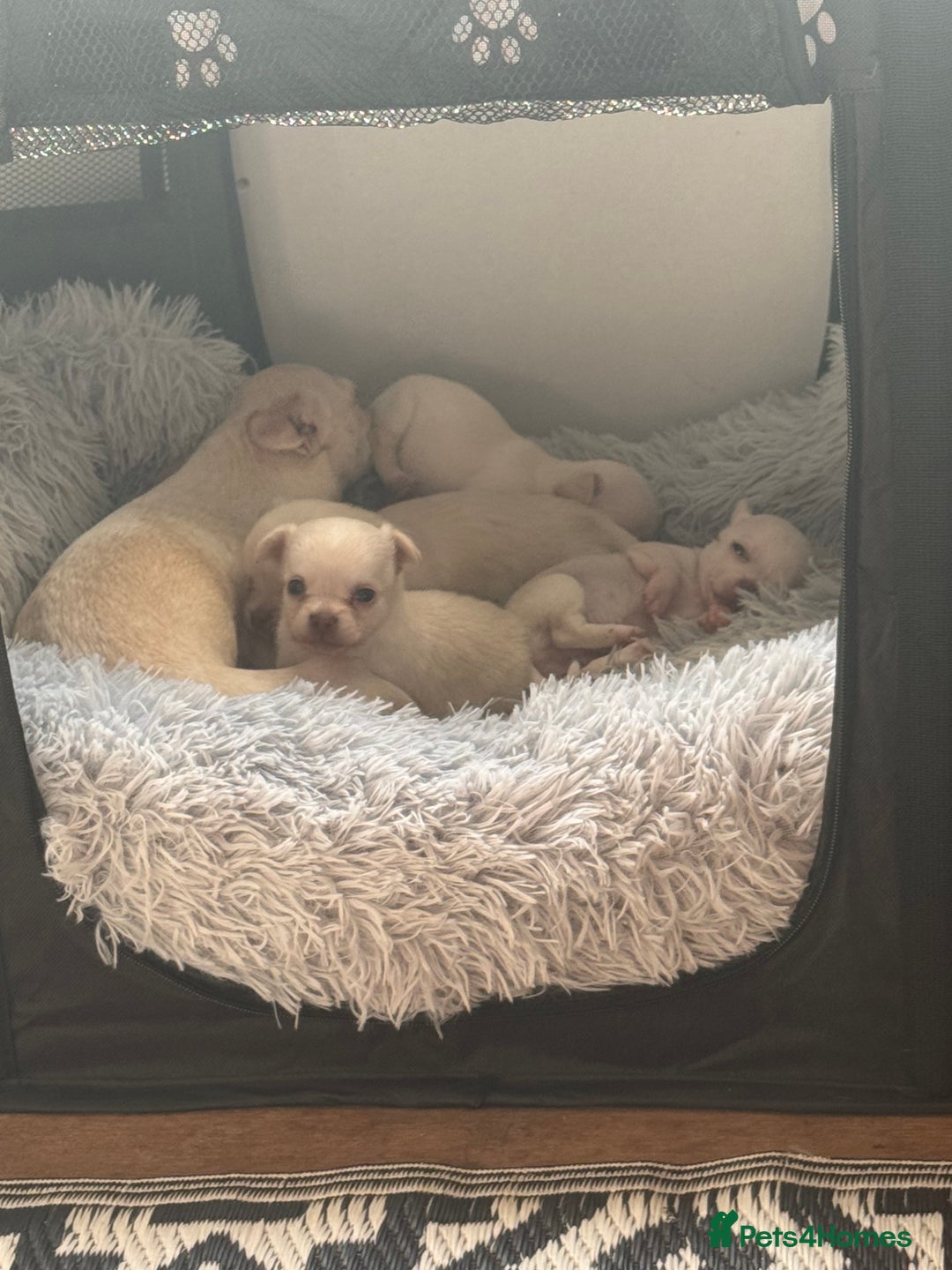 Chihuahua dogs for sale: Double chocolate platinum baby’s  - Image 22