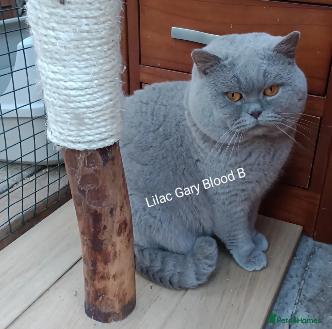 British Shorthair cats for stud: Gccf Studs Blues Lilac, Blue Bi, Cream bi Bi in Manchester - Advert 8