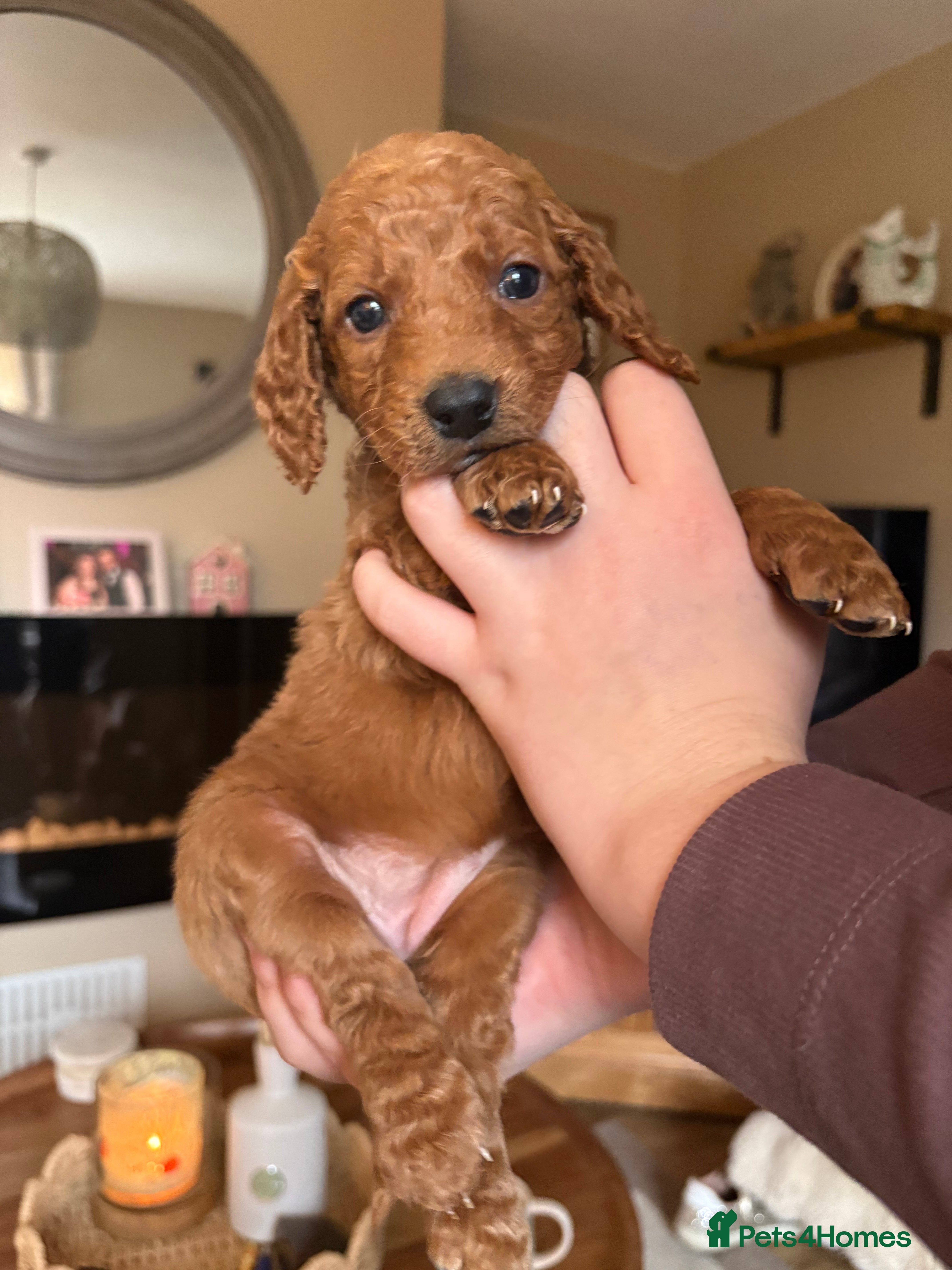 Cockapoo dogs Cockapoo puppies  - Advert 1