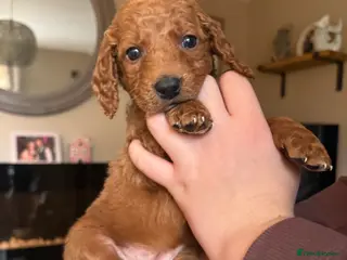 Cockapoo dogs Cockapoo puppies - Advert 5