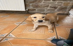 Labrador Retriever dogs for sale: KC Reg Labrador Puppy **LAST ONE ** - Image 3