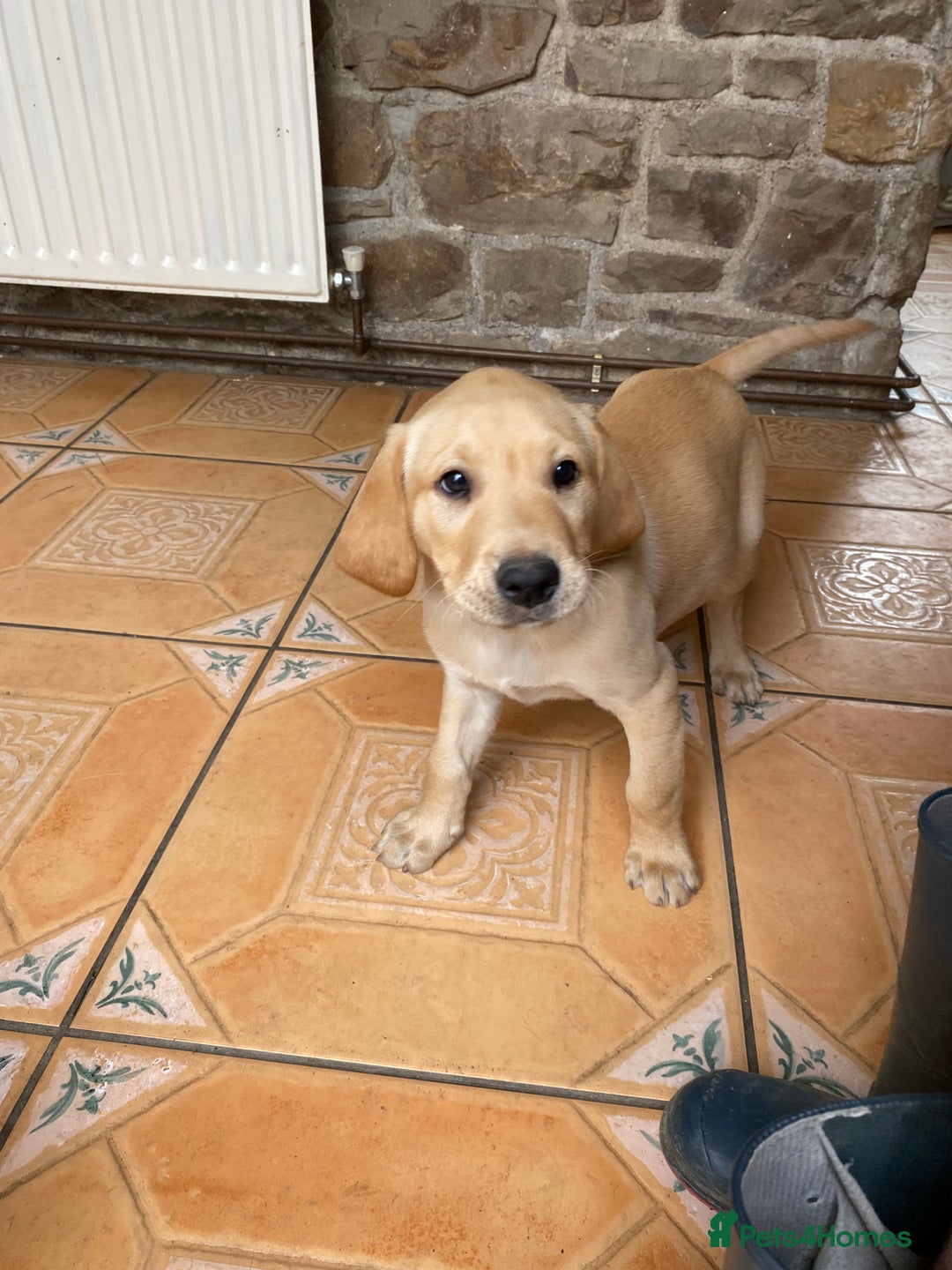 Labrador Retriever dogs for sale: KC Reg Labrador Puppy **LAST ONE ** - Image 3