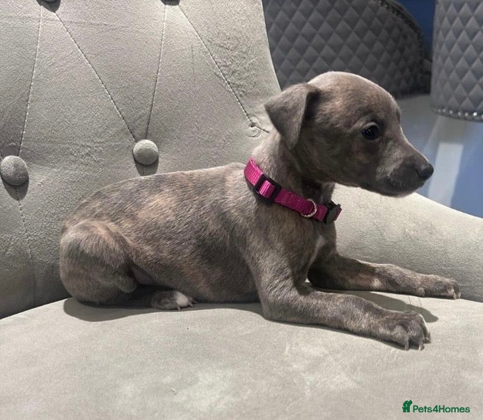 Whippet dogs Stunning KC registered Whippet puppies - Advert 7