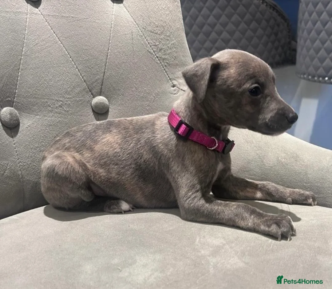 Whippet dogs for sale: Stunning KC registered Whippet puppies - Advert 1