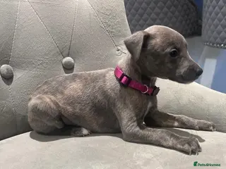 Whippet dogs Stunning KC registered Whippet puppies - Advert 7