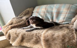 Cocker Spaniel dogs for sale: Gorgeous Cocker Spaniel Litter - Image 1