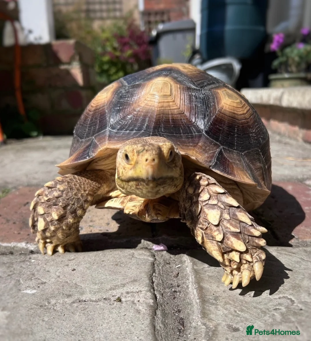 Tortoise reptiles for sale: Sulcata tortoise for sale in Bournemouth - Advert 1