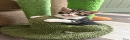 Domestic Shorthair cats for sale: 2 male kittens left out a litter of 5  in West Bromwich - Advert 7