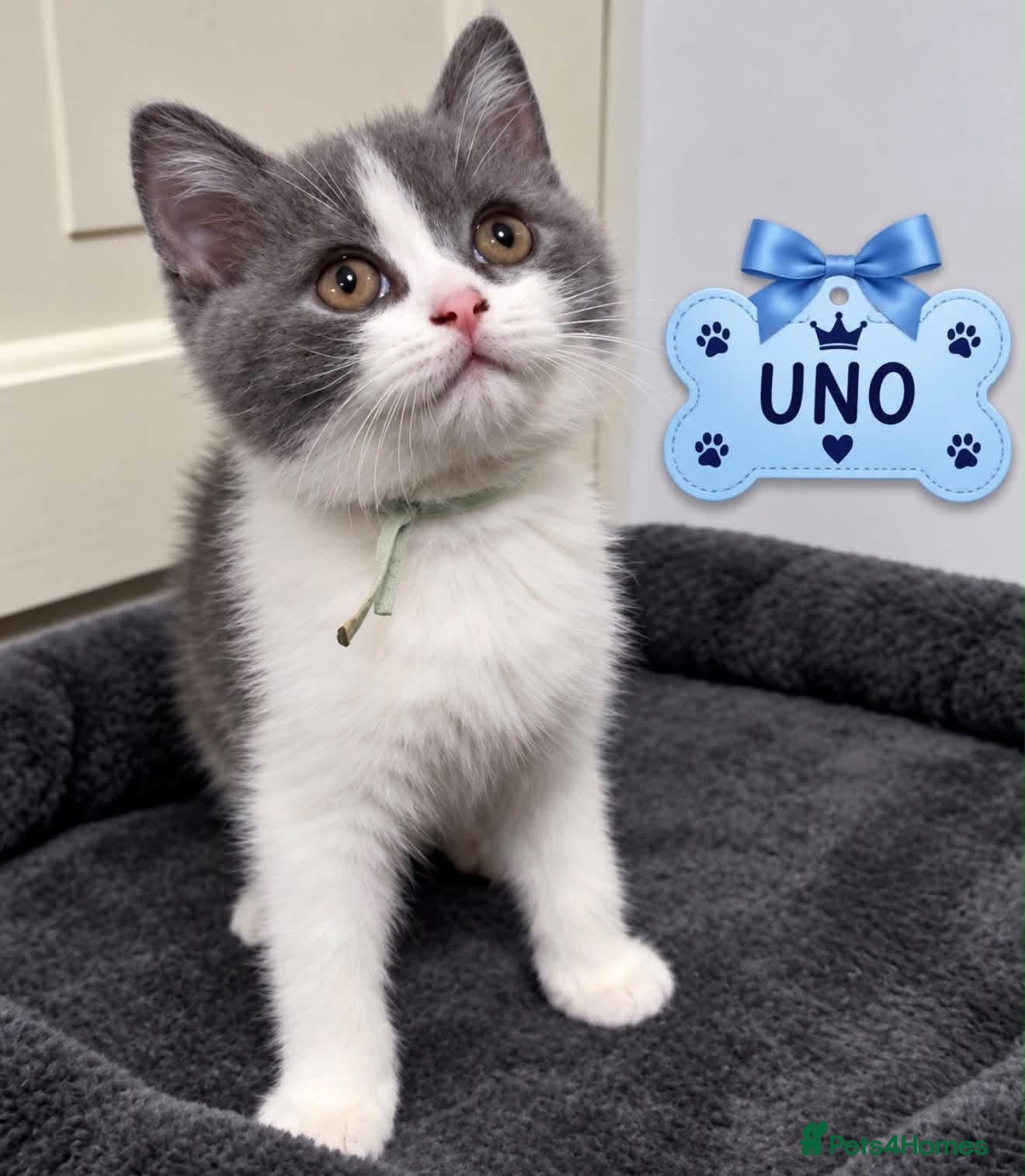British Shorthair cats Champion bred blue-white bi colour 🌟  - Advert 1