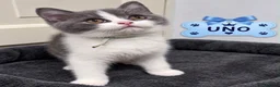 British Shorthair cats for sale: Champion bred blue-white bi colour 🌟  - Advert 1