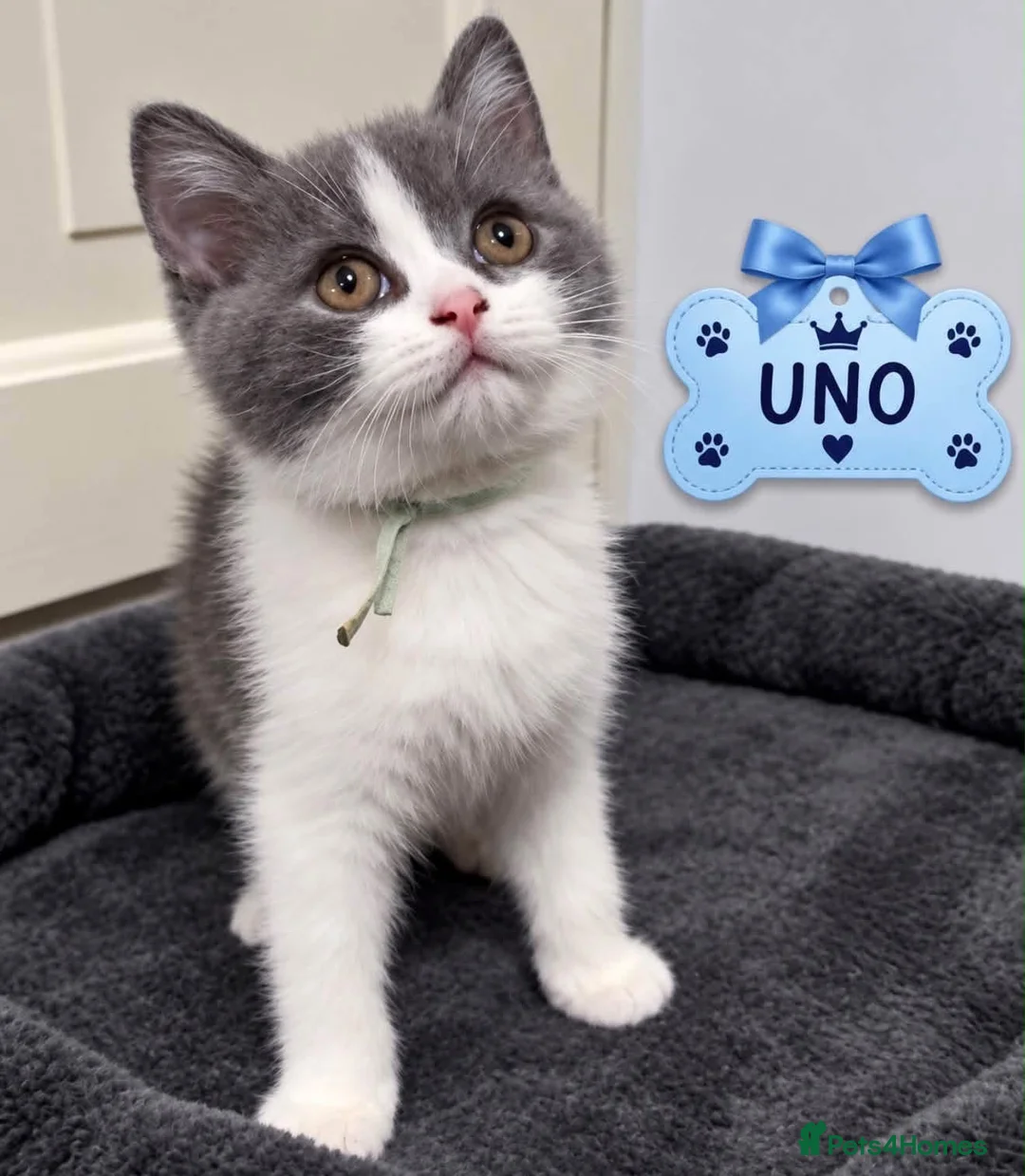 British Shorthair cats for sale: Champion bred blue-white bi colour 🌟  - Advert 1