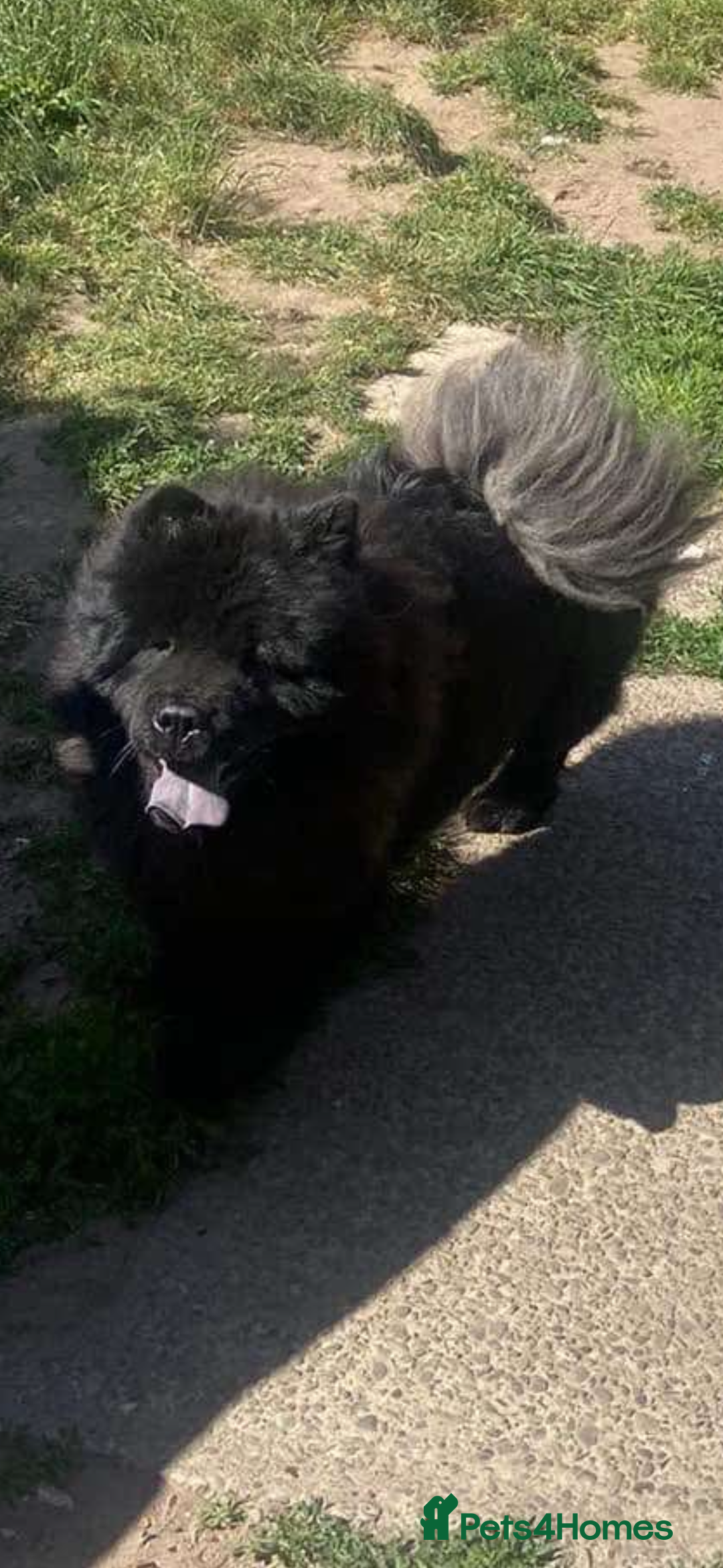 Chow Chow dogs for sale: Chow chow bitch  - Image 7