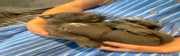 Whippet dogs for sale: Stunning kc reg blue whippet pups  - Advert 6