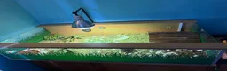 Tortoise reptiles for sale: Herman’s tortoise and fullSetup  - Advert 1