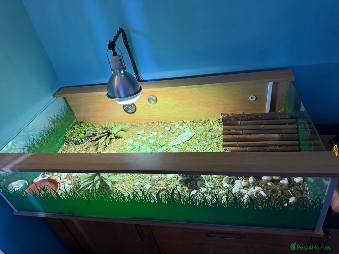 Tortoise reptiles for sale: Herman’s tortoise and fullSetup  - Advert 1