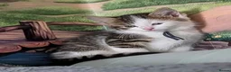 Domestic Shorthair cats for sale: Domestic Shorthair Kittens - Advert 29
