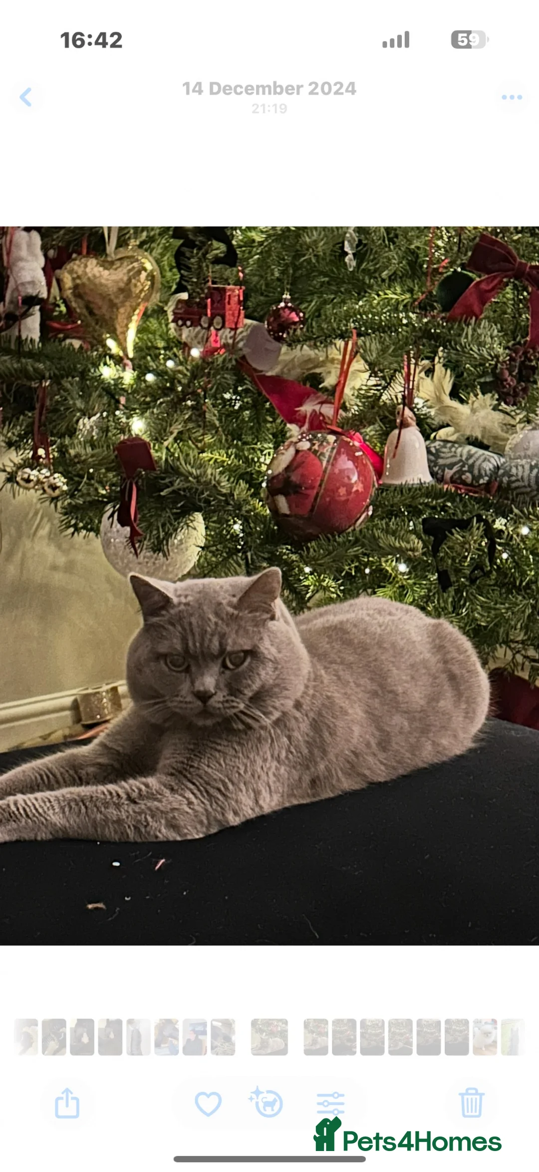 British Shorthair cats for sale: British shorthair X Scottish fold  - Advert 19