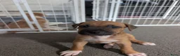 American Bull Staffy dogs for sale: American staffy dog - Advert 6