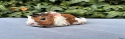 Guinea Pig rodents for sale: Baby guinea pigs  - Advert 3