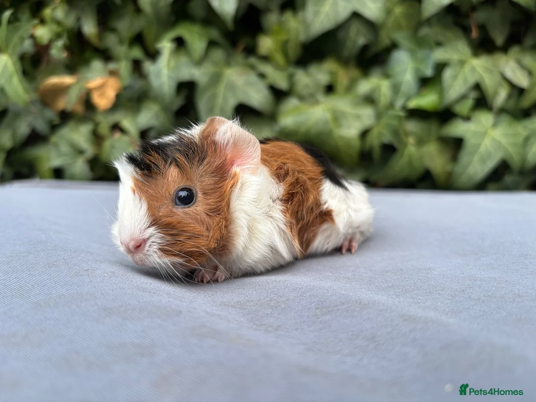 Guinea Pig rodents for sale: Baby guinea pigs  - Advert 3