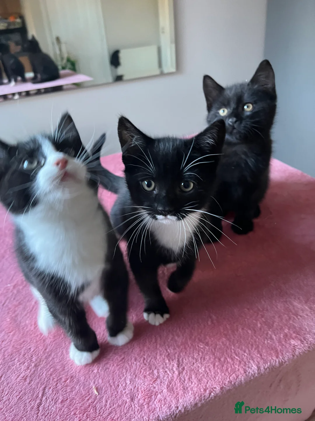 Mixed Breed cats for sale: 4 x Beautiful Playful Kittens Ready NOW - Advert 31