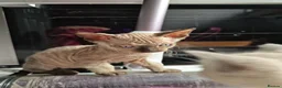 Mixed Breed cats for sale: Stunning sphynx x ragdoll kittens  - Advert 23