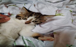 Domestic Shorthair cats for sale: Beautiful kittens baby girls ready for new home  - Image 7
