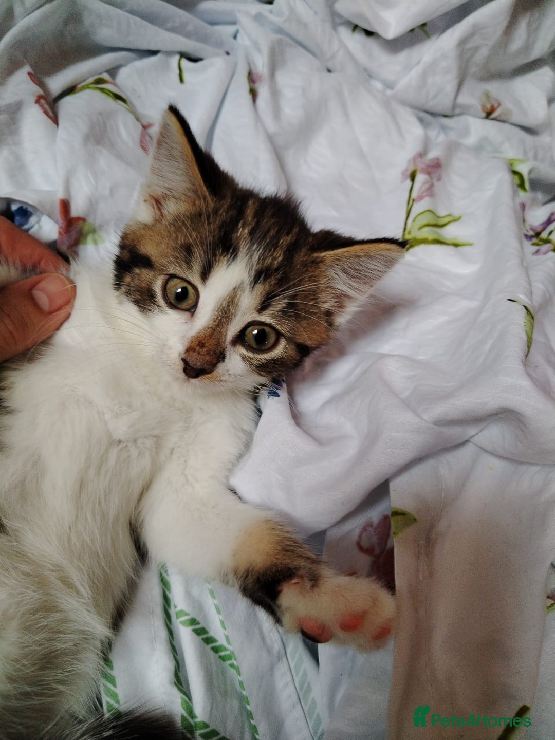 Domestic Shorthair cats for sale: Beautiful kittens baby girls ready for new home  - Image 7