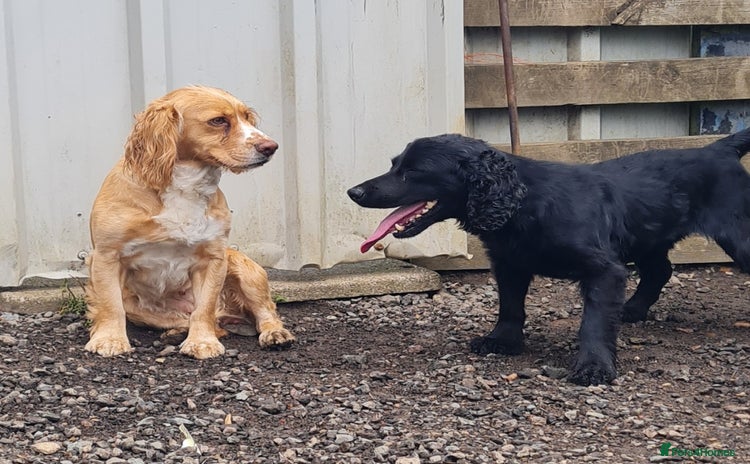 Cocker Spaniel dogs - Advert 6