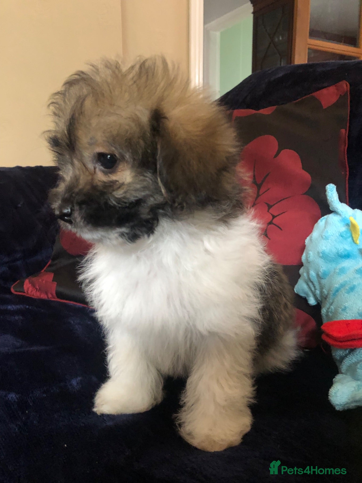 Mixed Breed dogs shihpoo x maltese puppies for sale - Advert 1
