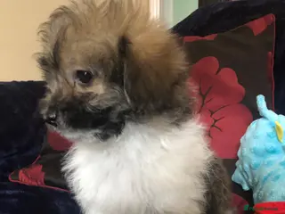 Mixed Breed dogs shihpoo x maltese puppies for sale - Advert 1