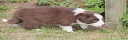 Border Collie dogs for sale: Border Collie Puppies for Sale - Advert 5