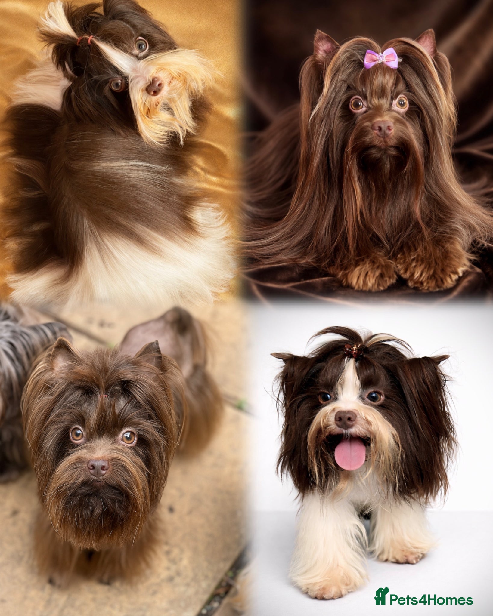 Yorkshire Terrier dogs DNA tested Tiny Biro and Choco Stud Boys   - Advert 13