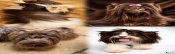 Yorkshire Terrier dogs for stud: DNA tested Tiny Biro and Choco Stud Boys   - Advert 1