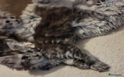 Maine Coon cats for sale: MAINE COONE KITTENS WITH WORLD CHAMPION BLOODLINE - Image 14