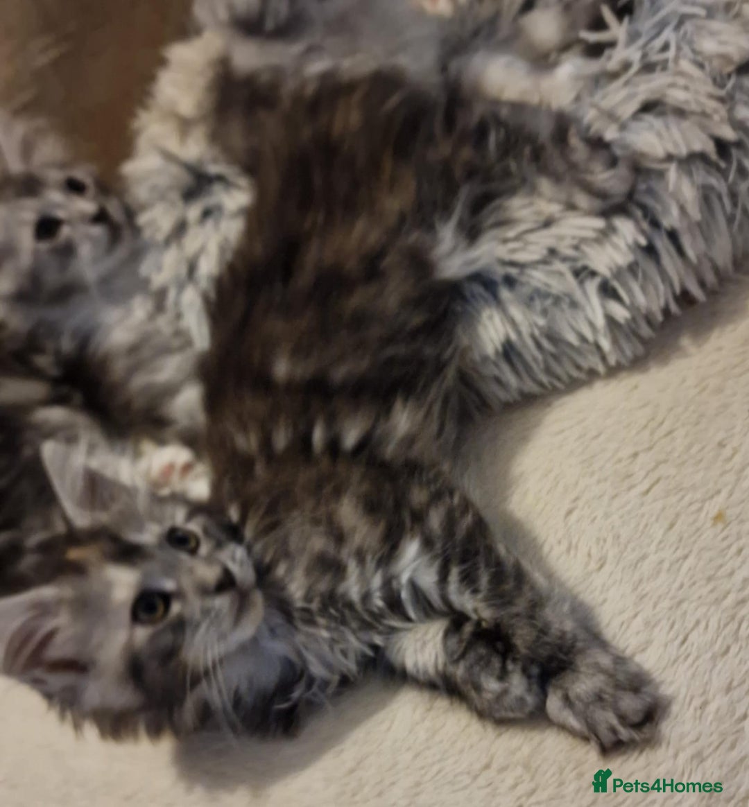 Maine Coon cats for sale: MAINE COONE KITTENS WITH WORLD CHAMPION BLOODLINE - Image 14